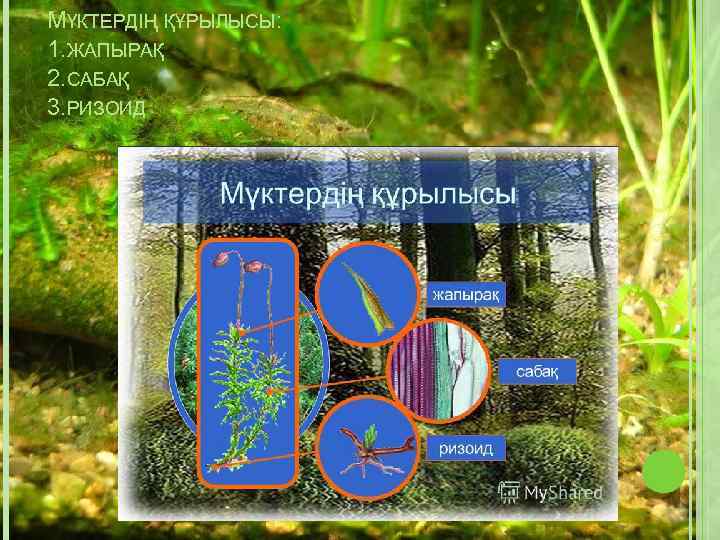МҮКТЕРДІҢ ҚҰРЫЛЫСЫ: 1. ЖАПЫРАҚ 2. САБАҚ 3. РИЗОИД 
