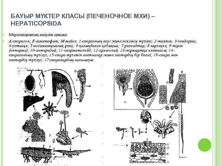 БАУЫР МҮКТЕР КЛАСЫ (ПЕЧЕНОЧНОЕ МХИ) – HEPATICOPSIDA Маршанцияның өмірлік циклы: А-спорогон; Б-гаметофит; М-мейоз; 1