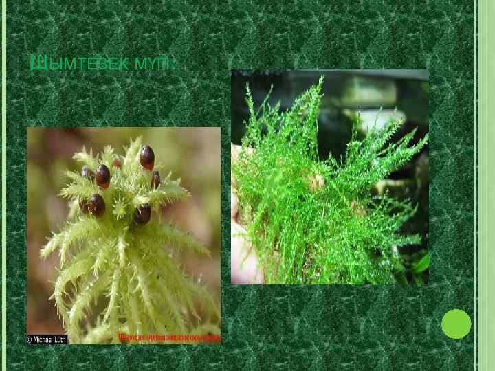 ШЫМТЕЗЕК МҮГІ: 