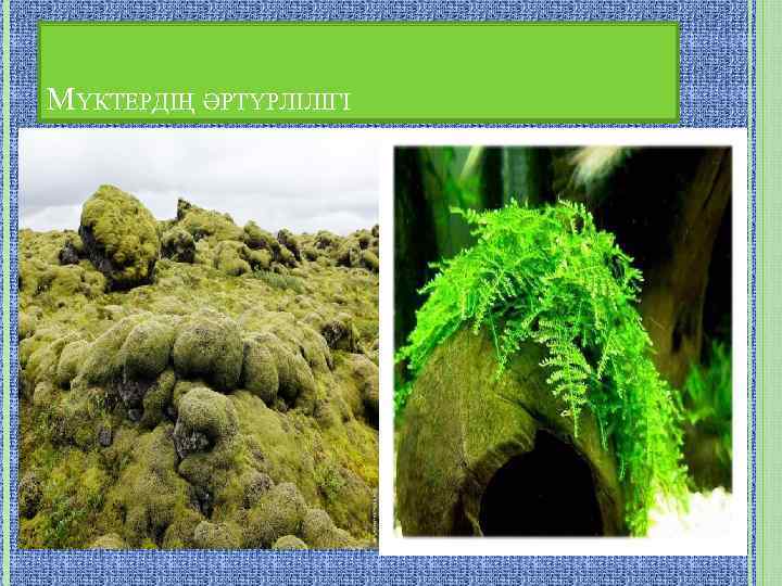 МҮКТЕРДІҢ ӘРТҮРЛІЛІГІ 