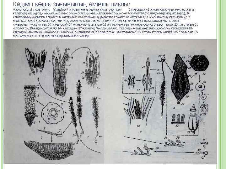 КӘДІМГІ КӨКЕК ЗЫҒЫРЫНЫҢ ӨМІРЛІК ЦИКЛЫ: А-СПОРОГОН; -ГАМЕТОФИТ; М-МЕЙОЗ: 1 -АНАЛЫҚ ЖӘНЕ АТАЛЫҚ ГАМЕТОФИТТЕР; Б
