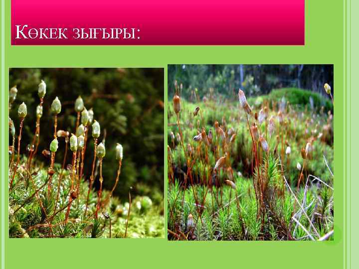 КӨКЕК ЗЫҒЫРЫ: 