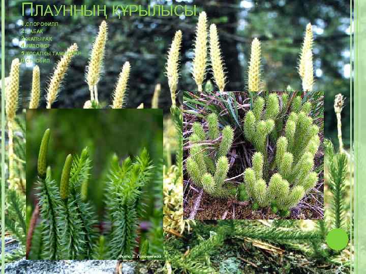 ПЛАУННЫҢ ҚҰРЫЛЫСЫ : 1. СПОРОФИЛЛ 2. САБАҚ 3. ЖАПЫРАҚ 4. РИЗОФОР 5. ҚОСАЛҚЫ ТАМЫРЛАР