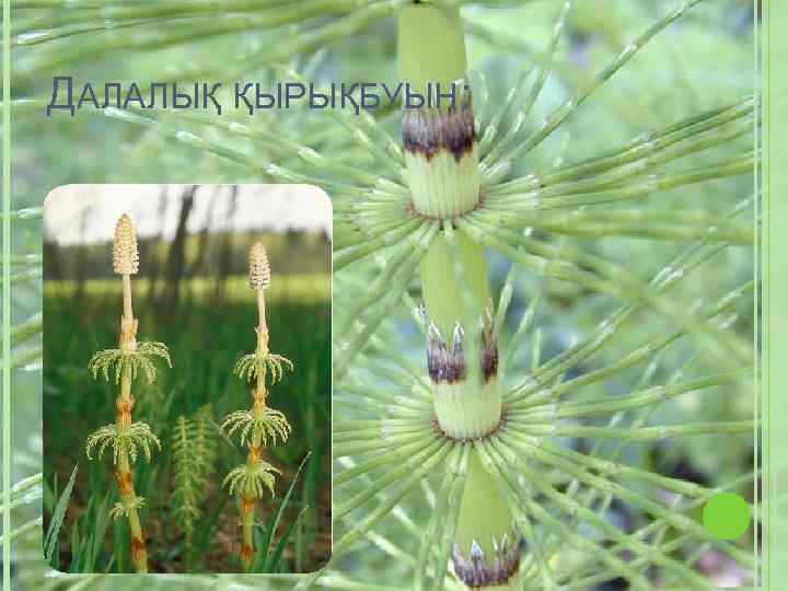 ДАЛАЛЫҚ ҚЫРЫҚБУЫН: 