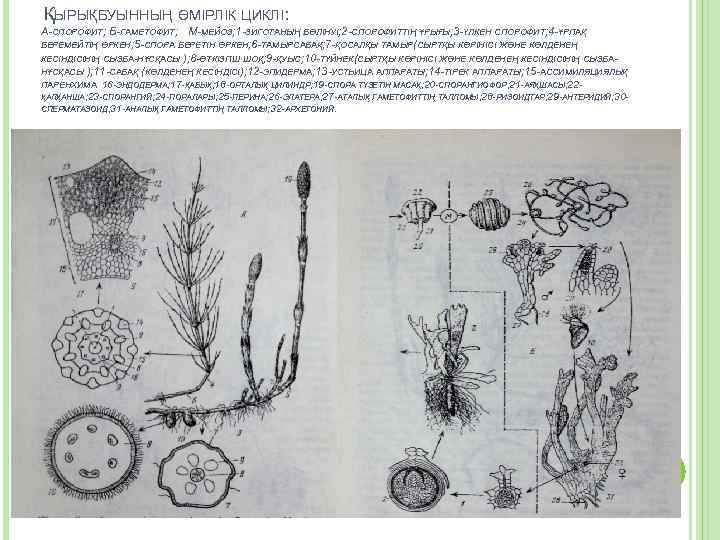 Қ : ЫРЫҚБУЫННЫҢ ӨМІРЛІК ЦИКЛІ А-СПОРОФИТ; Б-ГАМЕТОФИТ; М-МЕЙОЗ; 1 -ЗИГОТАНЫҢ БӨЛІНУІ; 2 -СПОРОФИТТІҢ ҰРЫҒЫ;