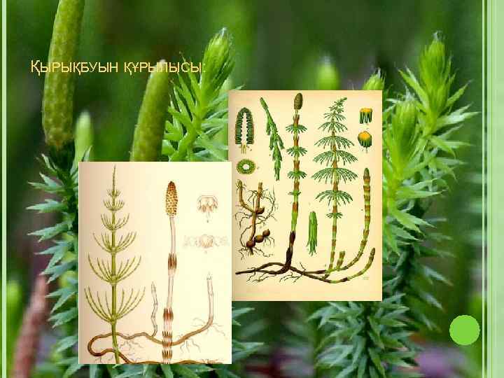 ҚЫРЫҚБУЫН ҚҰРЫЛЫСЫ: 