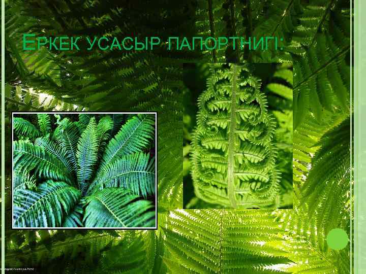 ЕРКЕК УСАСЫР ПАПОРТНИГІ: 