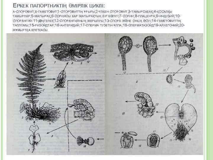 ЕРКЕК ПАПОРТНИКТІҢ ӨМІРЛІК ЦИКЛІ: А-СПОРОФИТ; Б-ГАМЕТОФИТ; -СПОРОФИТТІҢ ҰРЫҒЫ; 2 -ҮЛКЕН СПОРОФИТ; 3 -ТАМЫРСАБАҚ; 4