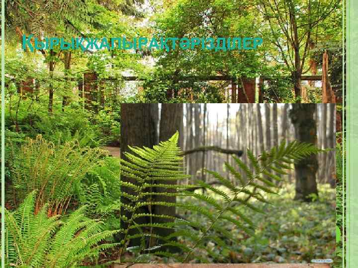 ҚЫРЫҚЖАПЫРАҚТӘРІЗДІЛЕР 