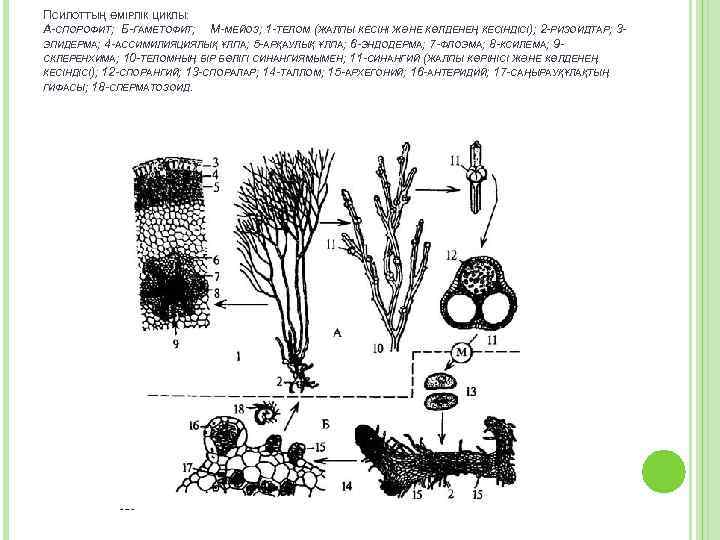 ПСИЛОТТЫҢ ӨМІРЛІК ЦИКЛЫ: А-СПОРОФИТ; Б-ГАМЕТОФИТ; М-МЕЙОЗ; 1 -ТЕЛОМ (ЖАЛПЫ КЕСІНІ ЖӘНЕ КӨЛДЕНЕҢ КЕСІНДІСІ); 2
