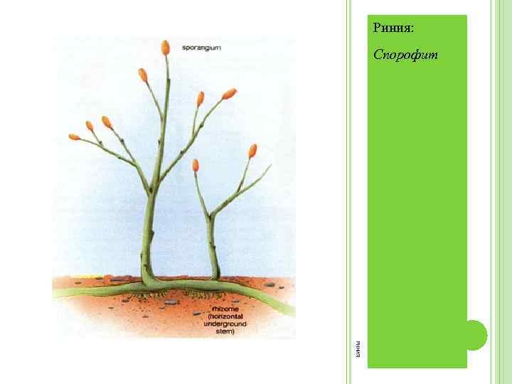 Риния: Спорофит РИНИЯ 
