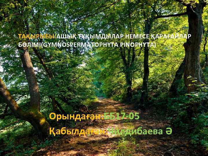 ТАҚЫРЫБЫ: АШЫҚ ТҰҚЫМДЫЛАР НЕМЕСЕ ҚАРАҒАЙЛАР БӨЛІМІ(GYMNOSPERMATOPHYTA PINOPHYTA) Орындаған: ББ 17 -05 Қабылдаған: Чилдибаева Ә