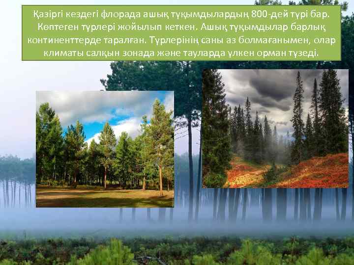 Қазіргі кездегі флорада ашық түқымдылардың 800 -дей түрі бар. Көптеген түрлері жойылып кеткен. Ашық