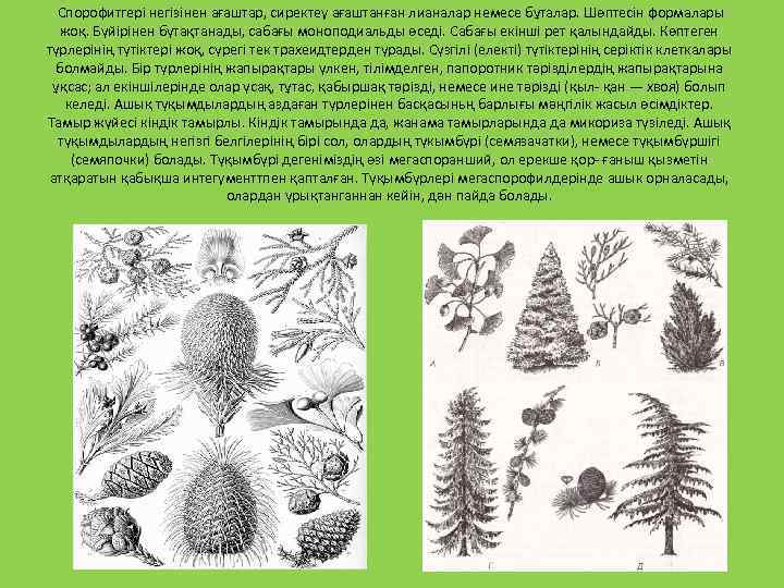  Спорофитгері негізінен ағаштар, сиректеу ағаштанған лианалар немесе бұталар. Шөптесін формалары жоқ. Бүйірінен бүтақтанады,