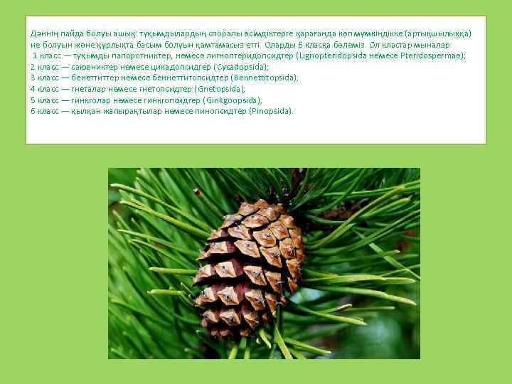 Дәннің пайда болуы ашық: түқымдылардың споралы өсімдіктерге қарағанда көп мүмкіндікке (артықшылыққа) ие болуын жөне