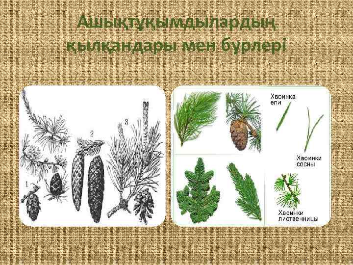 Ашықтұқымдылардың қылқандары мен бурлері 