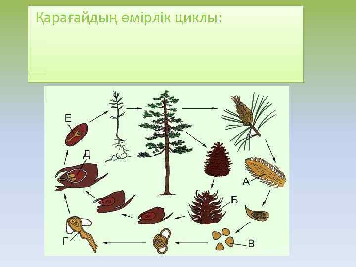  Қарағайдың өмірлік циклы: 