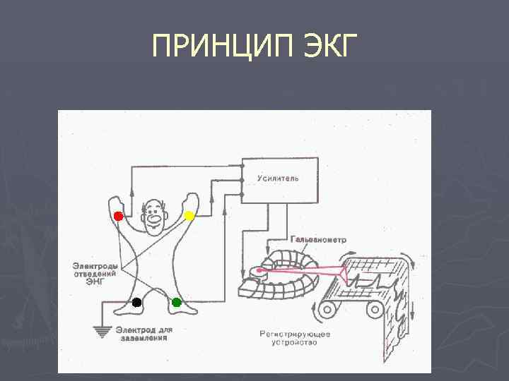 ПРИНЦИП ЭКГ 