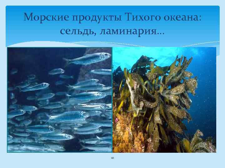 Морские продукты Тихого океана: сельдь, ламинария… 10 