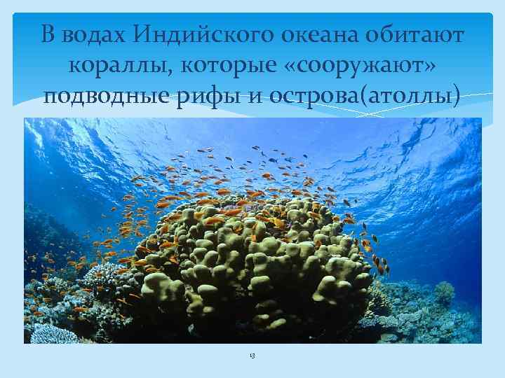 В водах Индийского океана обитают кораллы, которые «сооружают» подводные рифы и острова(атоллы) 13 