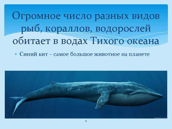 Огромное число разных видов рыб, кораллов, водорослей обитает в водах Тихого океана Синий кит
