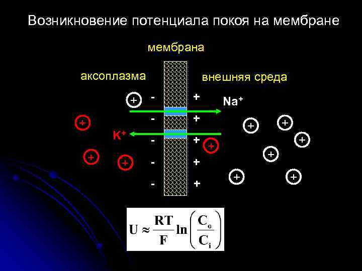 Разность потенциалов покоя