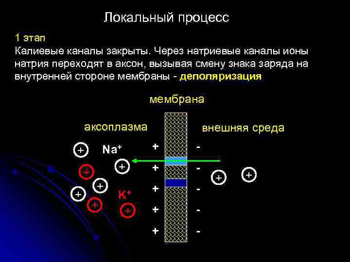 Локальный процесс. Аксон и натриевые каналы. Каналы ионов натрия. Процесс открытия натриевых каналов – процесс. Положительный Ион калиевые каналы.