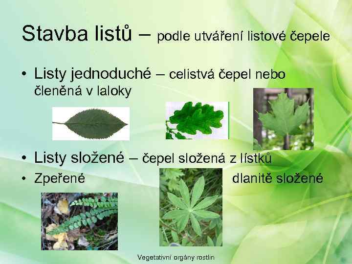 Stavba listů – podle utváření listové čepele • Listy jednoduché – celistvá čepel nebo