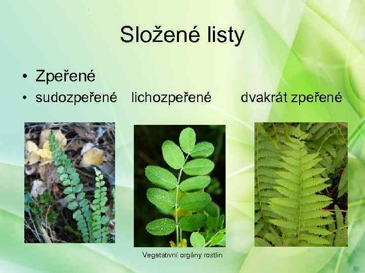 Složené listy • Zpeřené • sudozpeřené lichozpeřené Vegetativní orgány rostlin dvakrát zpeřené 