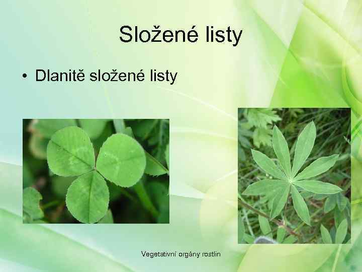 Složené listy • Dlanitě složené listy Vegetativní orgány rostlin 