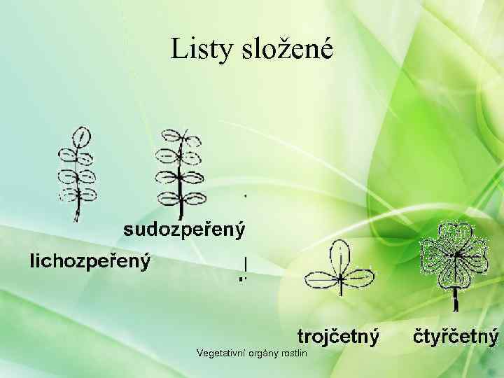 Listy složené Vegetativní orgány rostlin 