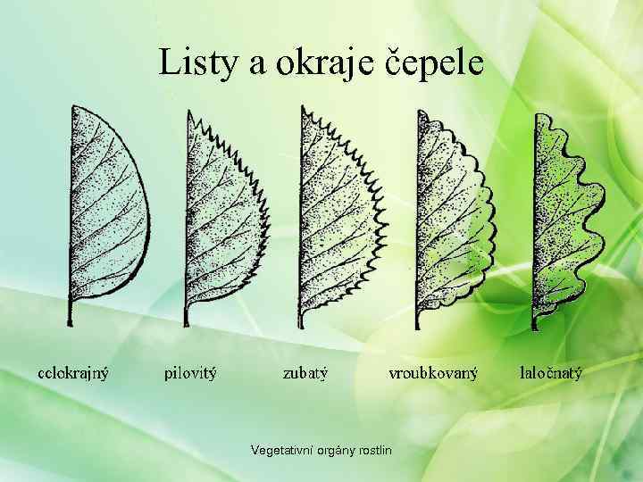 Listy a okraje čepele Vegetativní orgány rostlin 