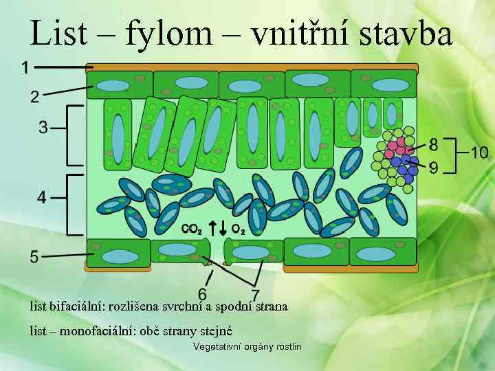 List – fylom – vnitřní stavba list bifaciální: rozlišena svrchní a spodní strana list