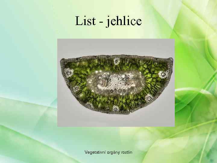 List - jehlice Vegetativní orgány rostlin 