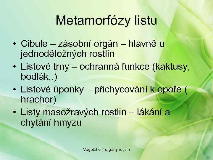 Metamorfózy listu • Cibule – zásobní orgán – hlavně u jednoděložných rostlin • Listové