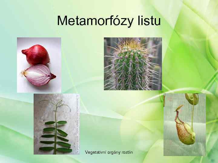 Metamorfózy listu Vegetativní orgány rostlin 