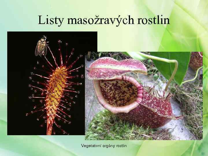 Listy masožravých rostlin Vegetativní orgány rostlin 