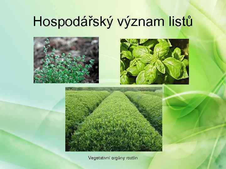 Hospodářský význam listů Vegetativní orgány rostlin 