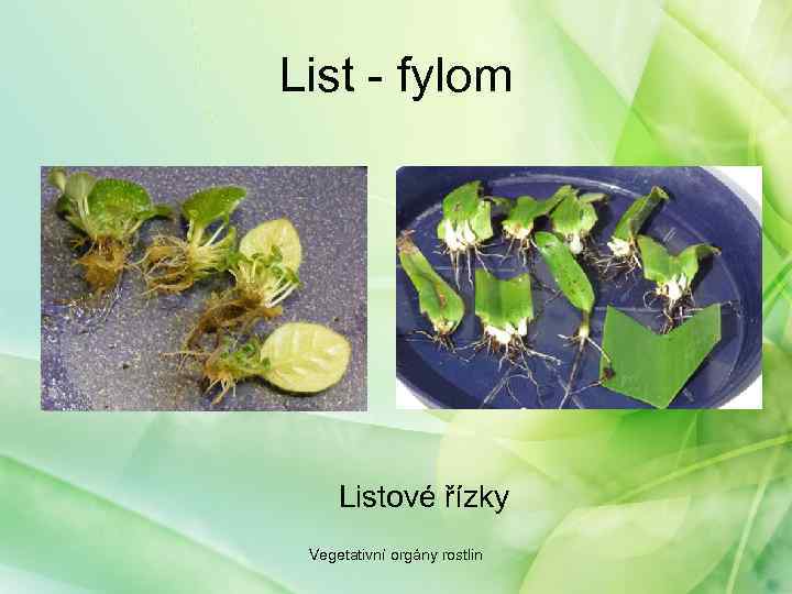 List - fylom Listové řízky Vegetativní orgány rostlin 