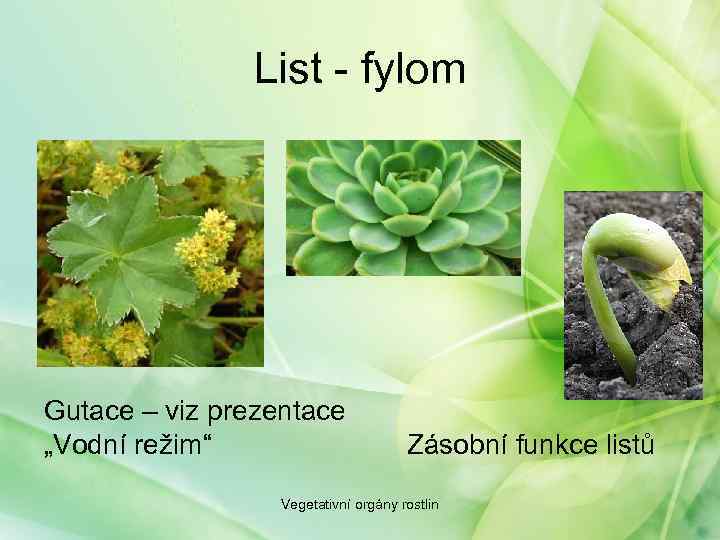 List - fylom Gutace – viz prezentace „Vodní režim“ Zásobní funkce listů Vegetativní orgány