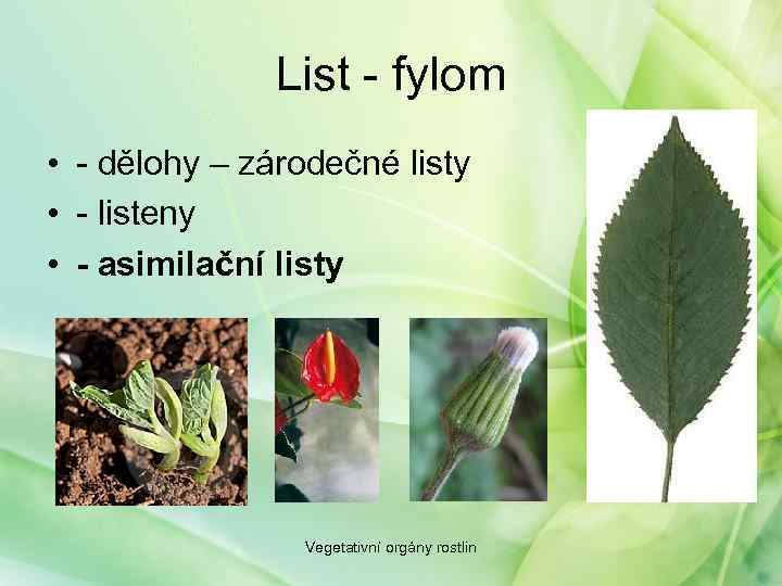 List - fylom • - dělohy – zárodečné listy • - listeny • -