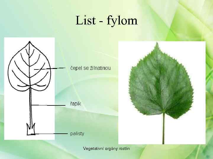 List - fylom Vegetativní orgány rostlin 