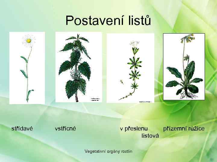 Postavení listů střídavé vstřícné v přeslenu přízemní růžice listová Vegetativní orgány rostlin 