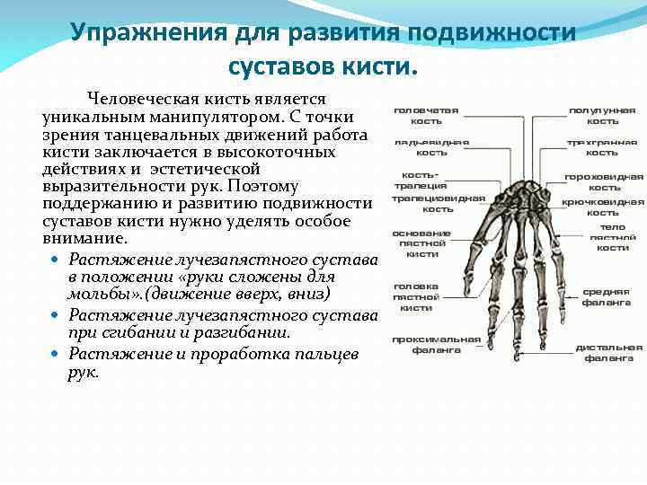  Упражнения для развития подвижности суставов кисти. Человеческая кисть является уникальным манипулятором. С точки