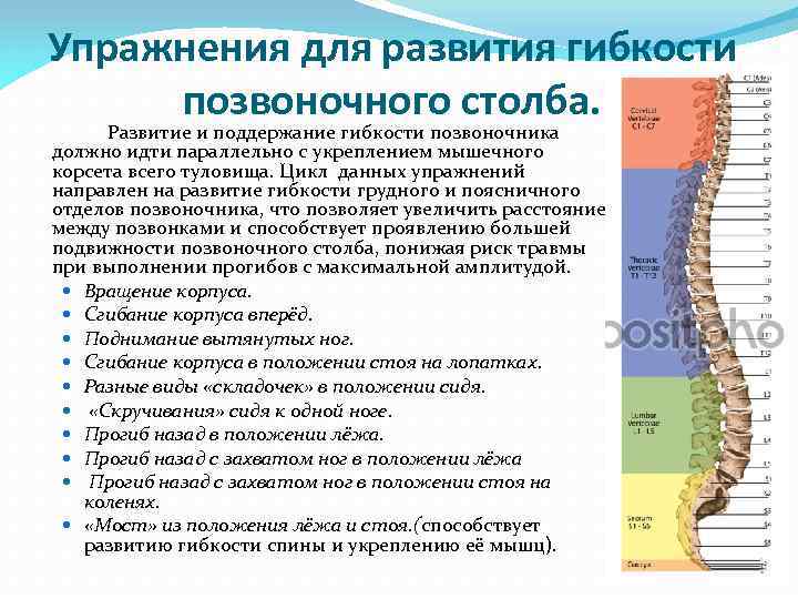  Упражнения для развития гибкости позвоночного столба. Развитие и поддержание гибкости позвоночника должно идти