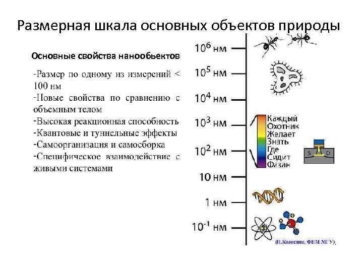 Размерная шкала основных объектов природы Основные свойства нанообьектов 