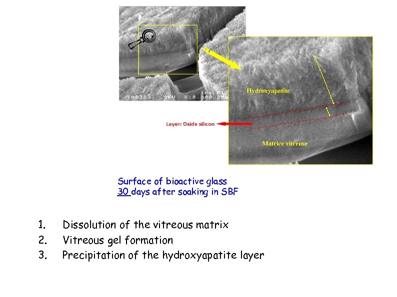 Surface of bioactive glass 30 days after soaking in SBF 1. 2. 3. Dissolution