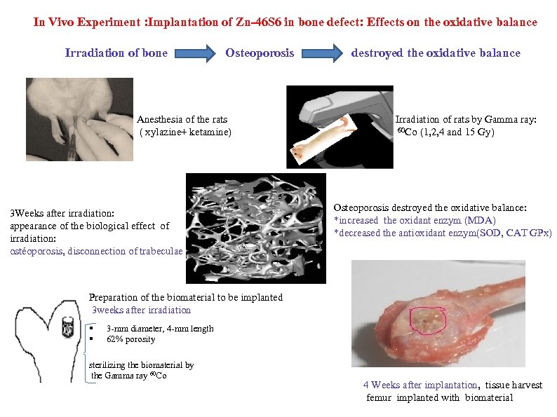 In Vivo Experiment : Implantation of Zn-46 S 6 in bone defect: Effects on