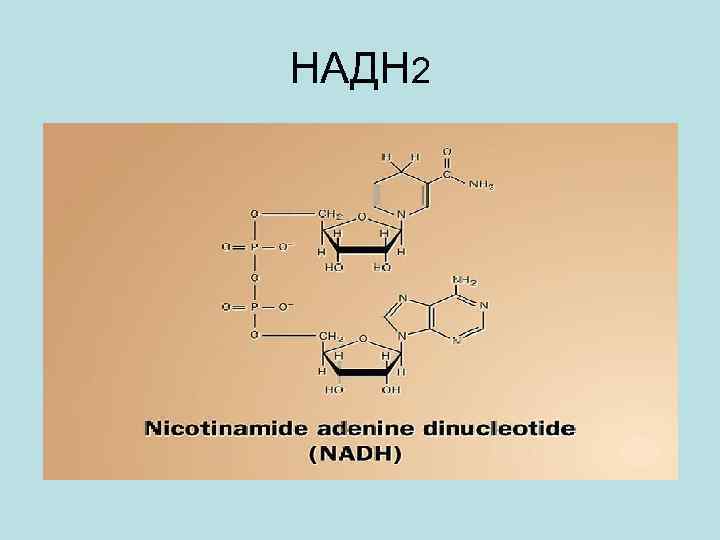 Надф н2. НАДН формула. Над и надн2 формула. НАДФ надфн2 формула. Надфн2 формула биохимия.