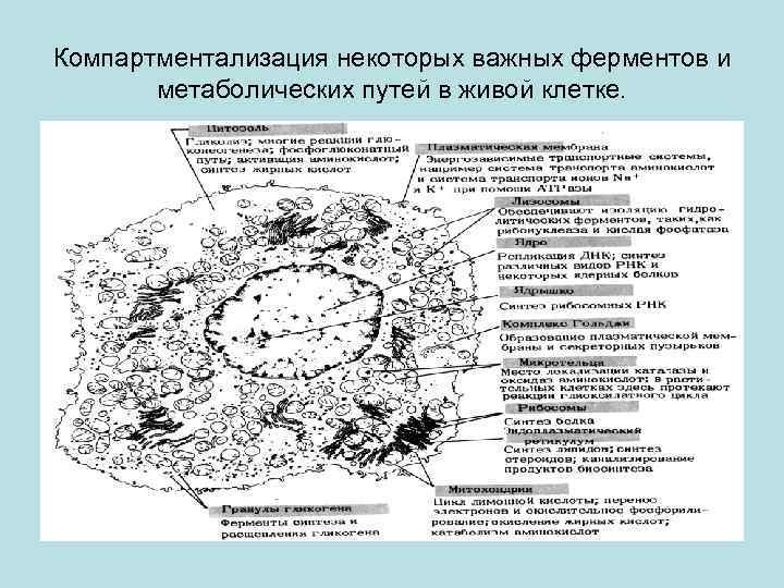 Компартментализация некоторых важных ферментов и метаболических путей в живой клетке. 